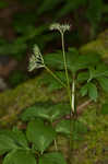 Eastern waterleaf